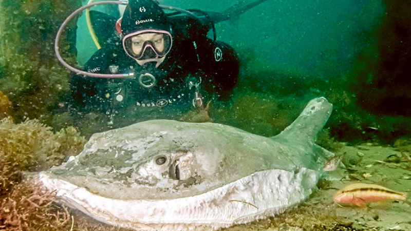 Article-rays-skate-dead-ray