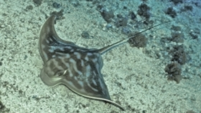 Article-rays-skate-eagle-ray