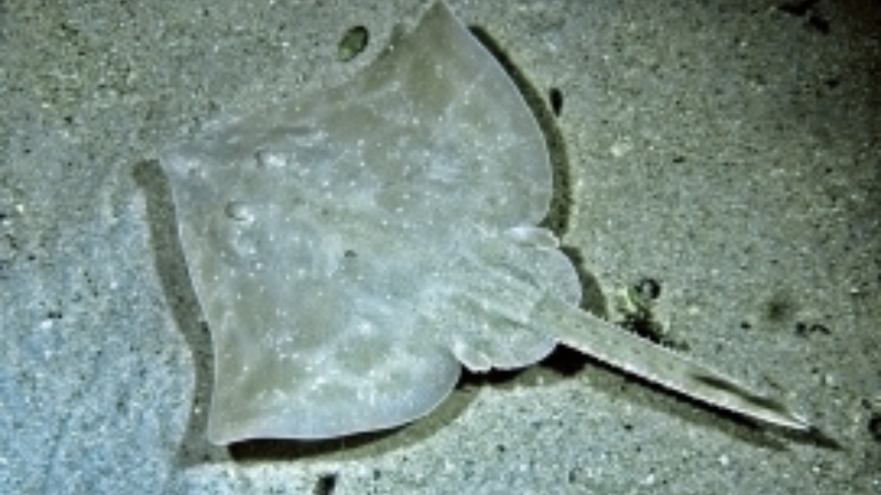 Article-rays-skate-melbourne-skate