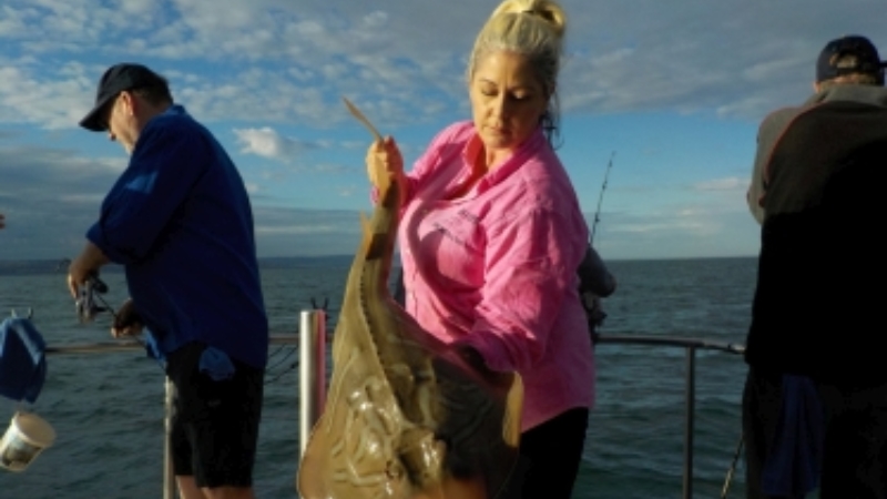 Article-rays-skate-southern-fiddler-ray-aka-banjo-shark