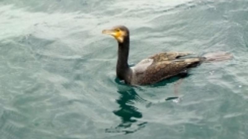 Article Cormorant Barry Great Cormorant