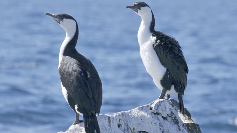 Article Cormorant Black Faced Cormorants