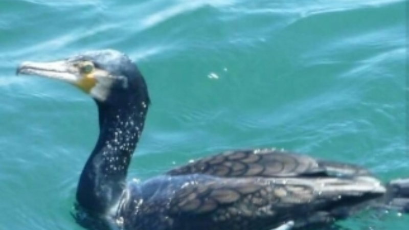 Article Cormorant Pete Repeat Great Cormorant