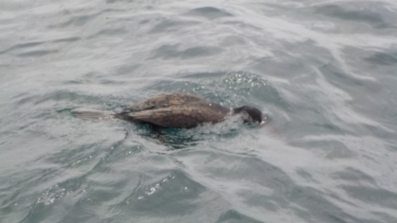 Article Cormorant Checking For Goodies