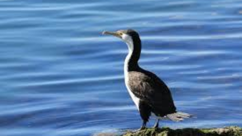 Article Cormornant Kevin Pied Cormorant