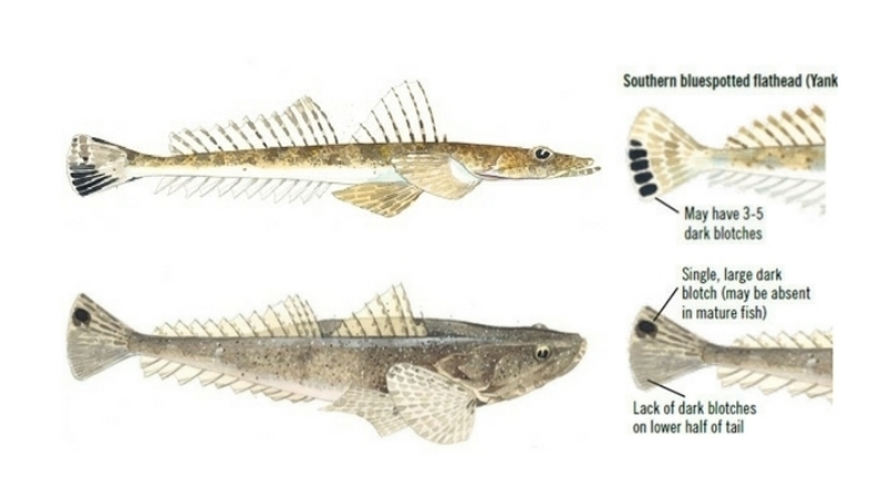 Article Flathead 2 Fisheries Vic