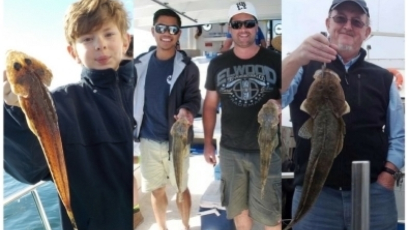 Article Flathead 6