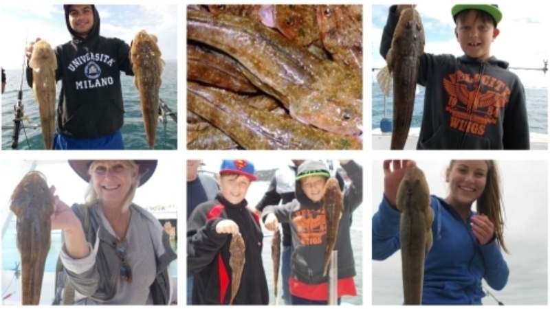 Article Flathead 8