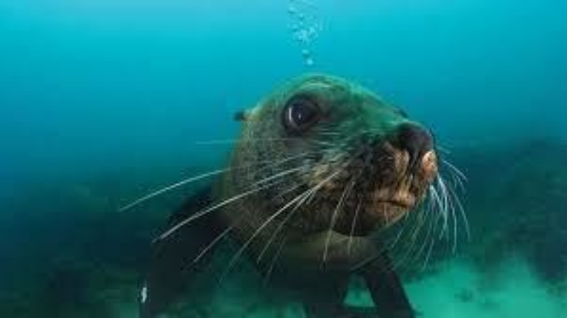 Seals Of Ppb 3