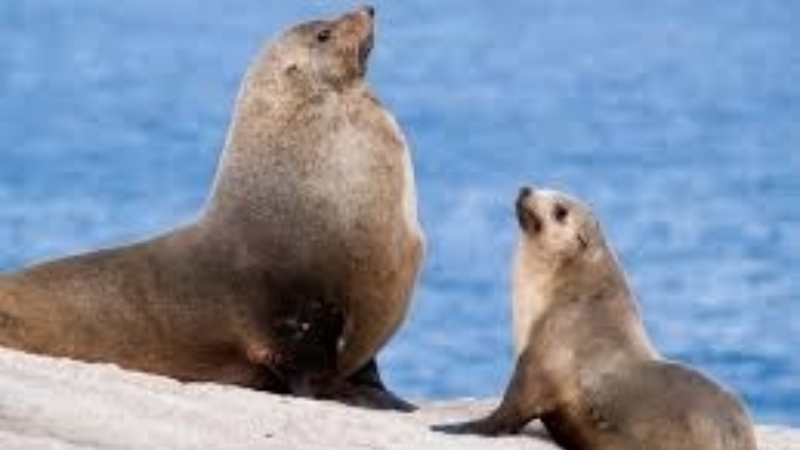 Seals Of Ppb 4