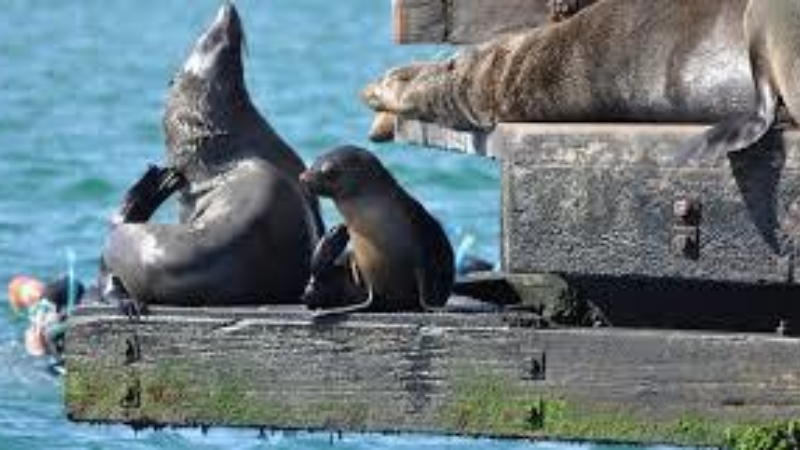 Seals Of Ppb 6