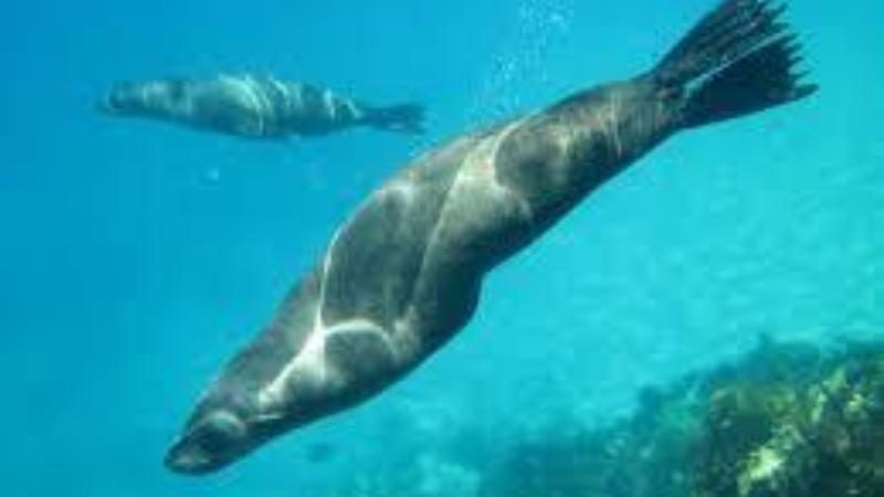 Seals Of Ppb 7