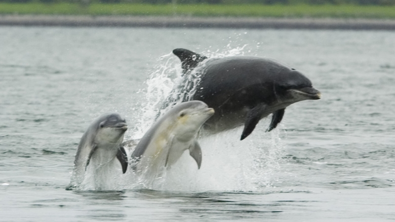 dolphins in port phillip bay