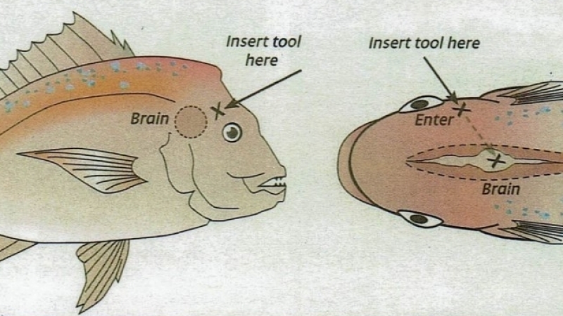 Размер мозга рыбы. Fish with Bay leaves.