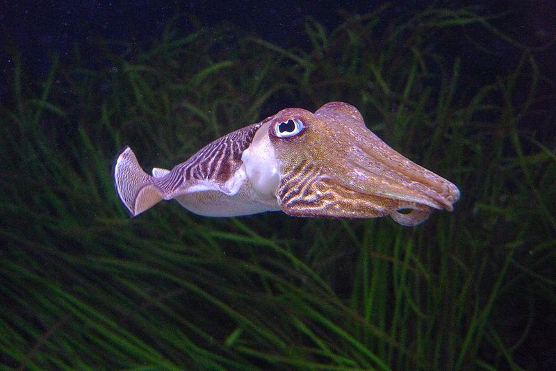 Cuttlefish Chaos - Bay Fish N Trips